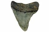 Bargain, Fossil Megalodon Tooth - North Carolina #351765-1